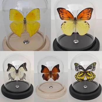 Skutočný Vzor Motýľ Hmyzu Vzor Sklenený Kryt Crystal Ball Svadobný Darček k Narodeninám Sochy na Dekoráciu Domova